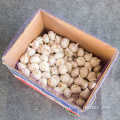 ail blanc normal size4.5cm 10kg carton ghana prix